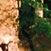 USA - Sequoiadendron giganteum